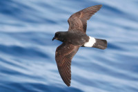 Weymouth Harbour - The Nothe